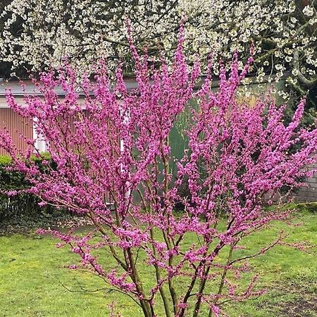 Zentral In Buer,Ruhig,Eg,Garten,Terrasse,Garage Gelsenkirchen Zewnętrze zdjęcie